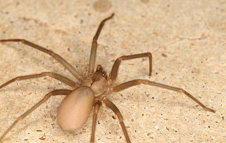 6 Common Australian House Spiders