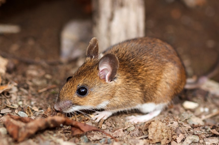 The Four Most Common Mice Found in Texas EnviroCon Pest Control