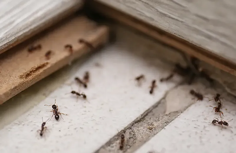 ants on tile floor