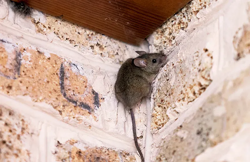 rodent hiding in home