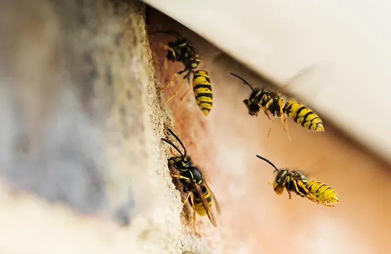 wasp flying into home