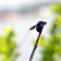 black carpenter bee