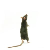 rat standing up