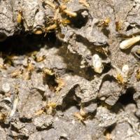 Termites crawling