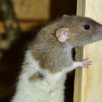 types of rodents in texas
