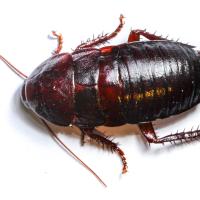 cockroach on white space