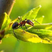 Ant in Texas