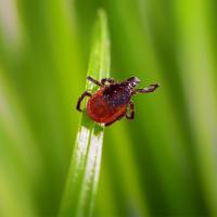 Tick on Grass