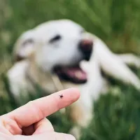 Tick on finger with dog in background