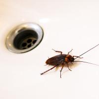 American Cockroach climbing out of sink drain