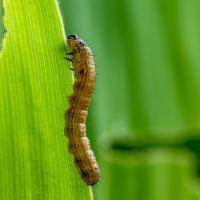 armyworms