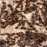 little black ants