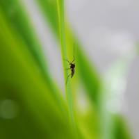 Bug sitting on leaf