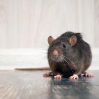 Mouse inside house