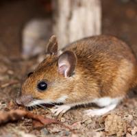 texas-mouse-most-common