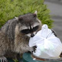 Raccoon with trash 