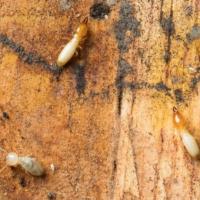 Termites crawling on wood