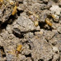 Termites crawling