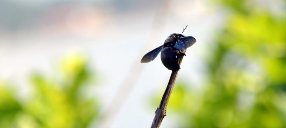 Bees of North Florida and South Georgia