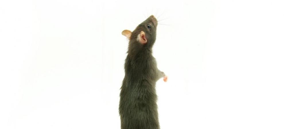 rat standing up