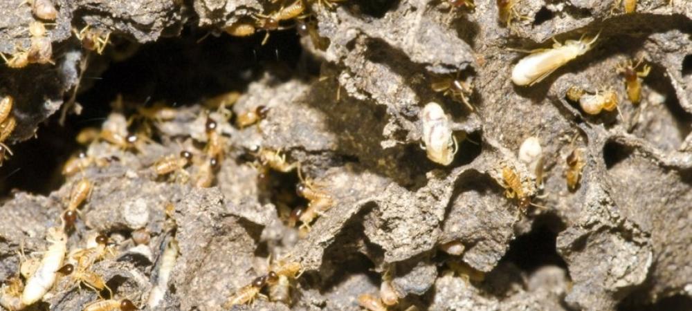 Termites crawling