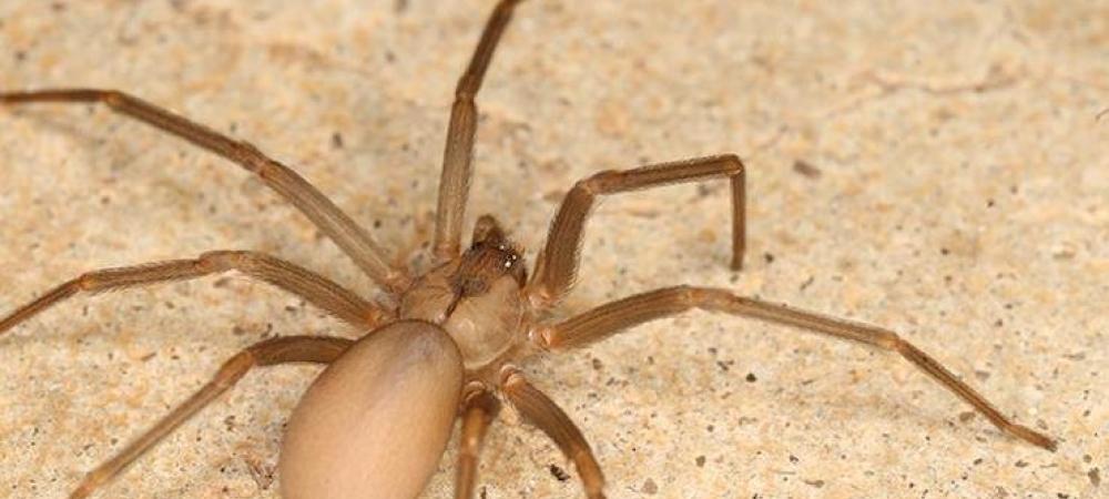 6 Common Types of Spiders In Texas - Identification and Prevention!