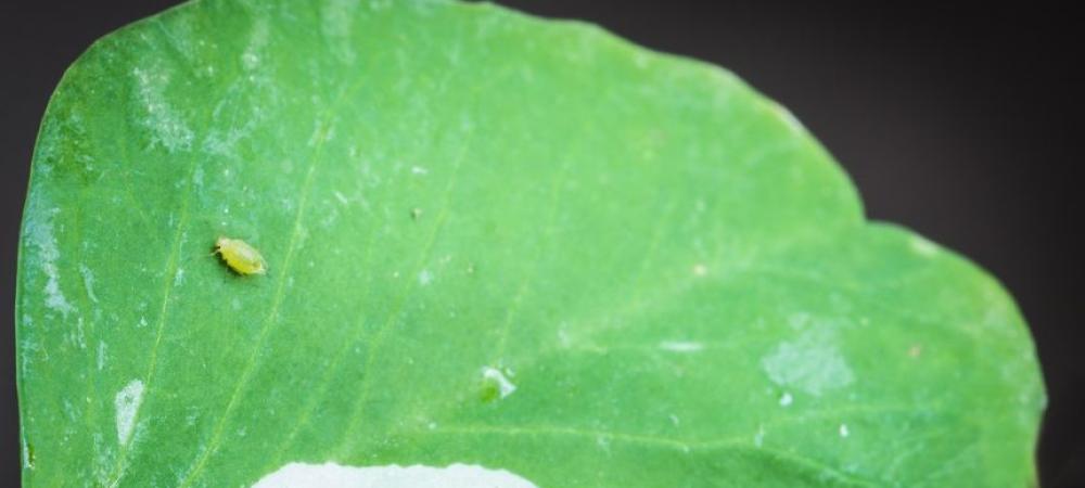 Aphid