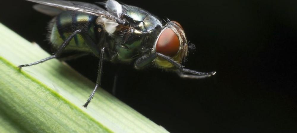 fly up close