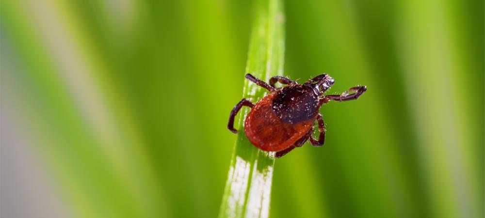 Tick on Grass