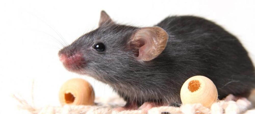 How Long Do Rats Live? Rat Lifespan & Reproduction