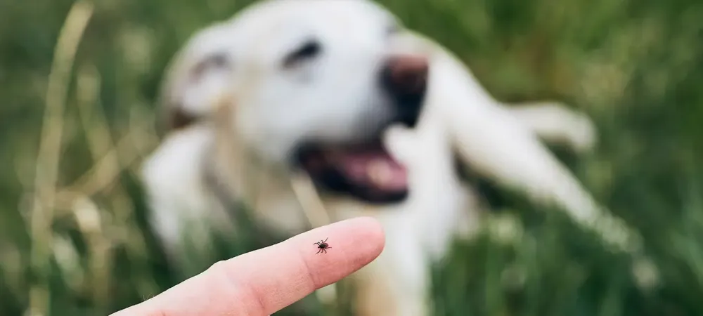 Tick on finger with dog in background