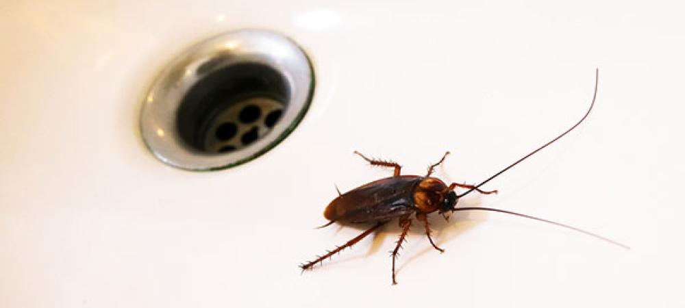 American Cockroach climbing out of sink drain