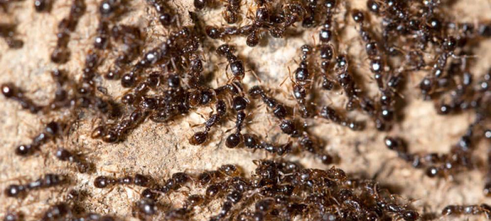 little black ants