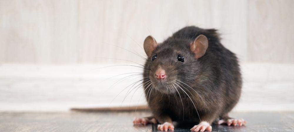 Mouse inside house
