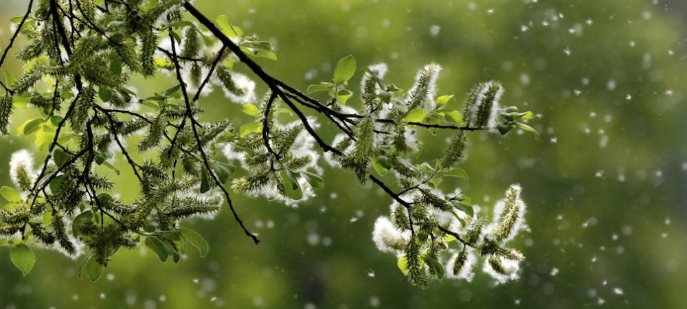 Tree with snow in background