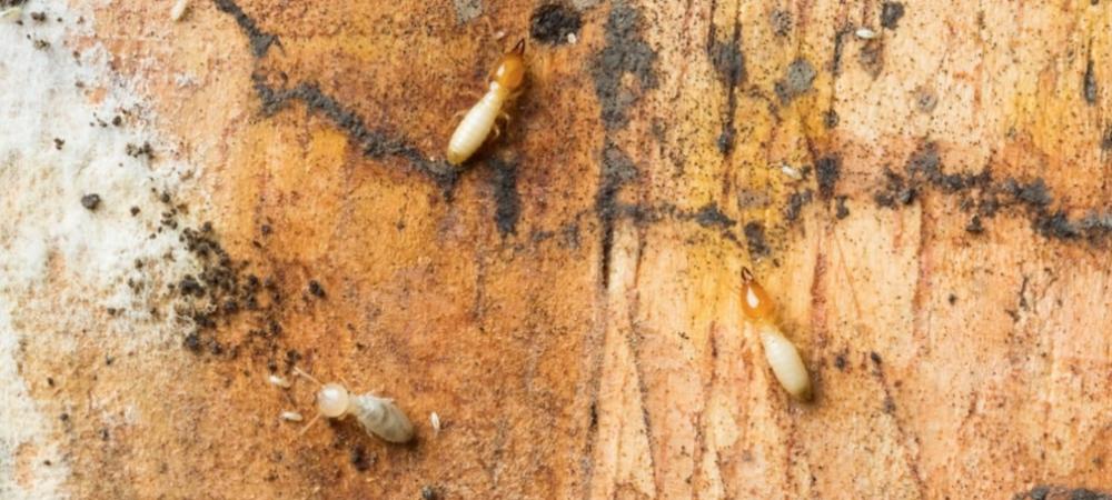 Termites crawling on wood