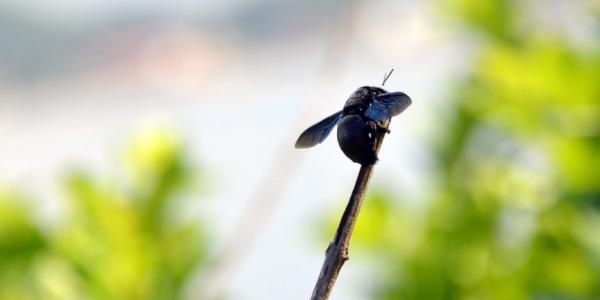 black carpenter bee