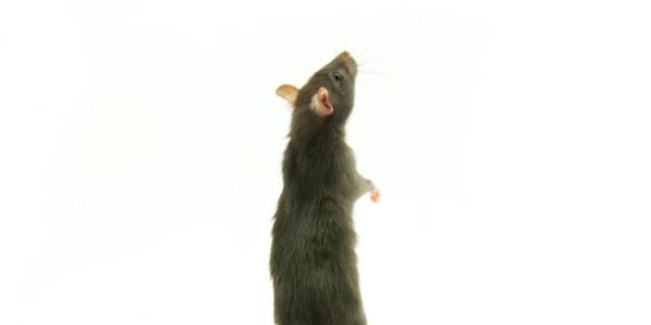 rat standing up