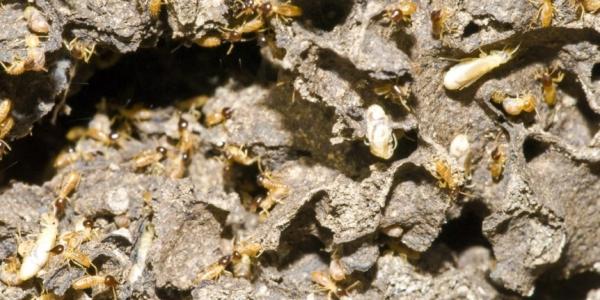 Termites crawling