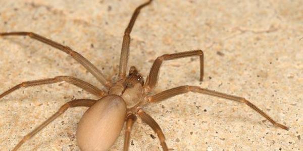 Spiders In Texas