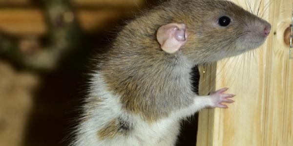 types of rodents in texas