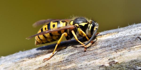 hornets