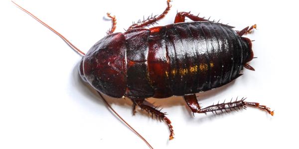 cockroach on white space