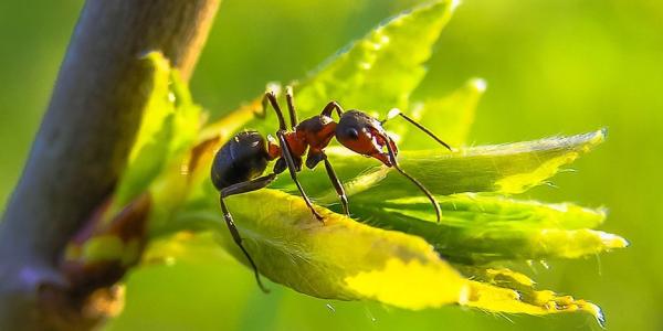 Ant in Texas