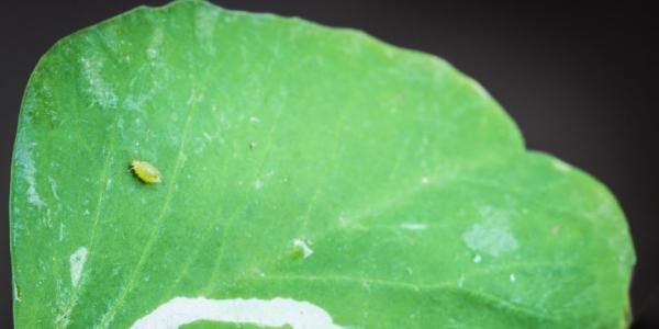 Aphid
