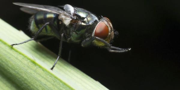 fly up close