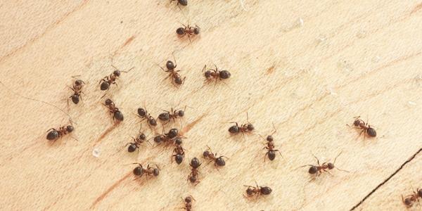 Ants crawling around