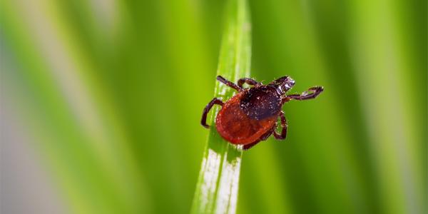 Tick on Grass