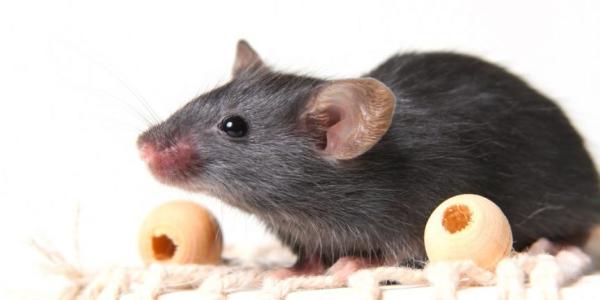 rat