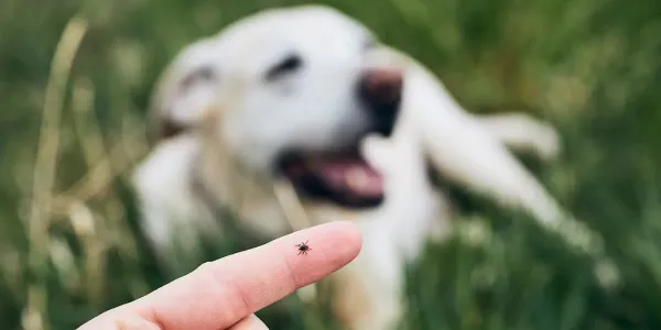 Tick on finger with dog in background